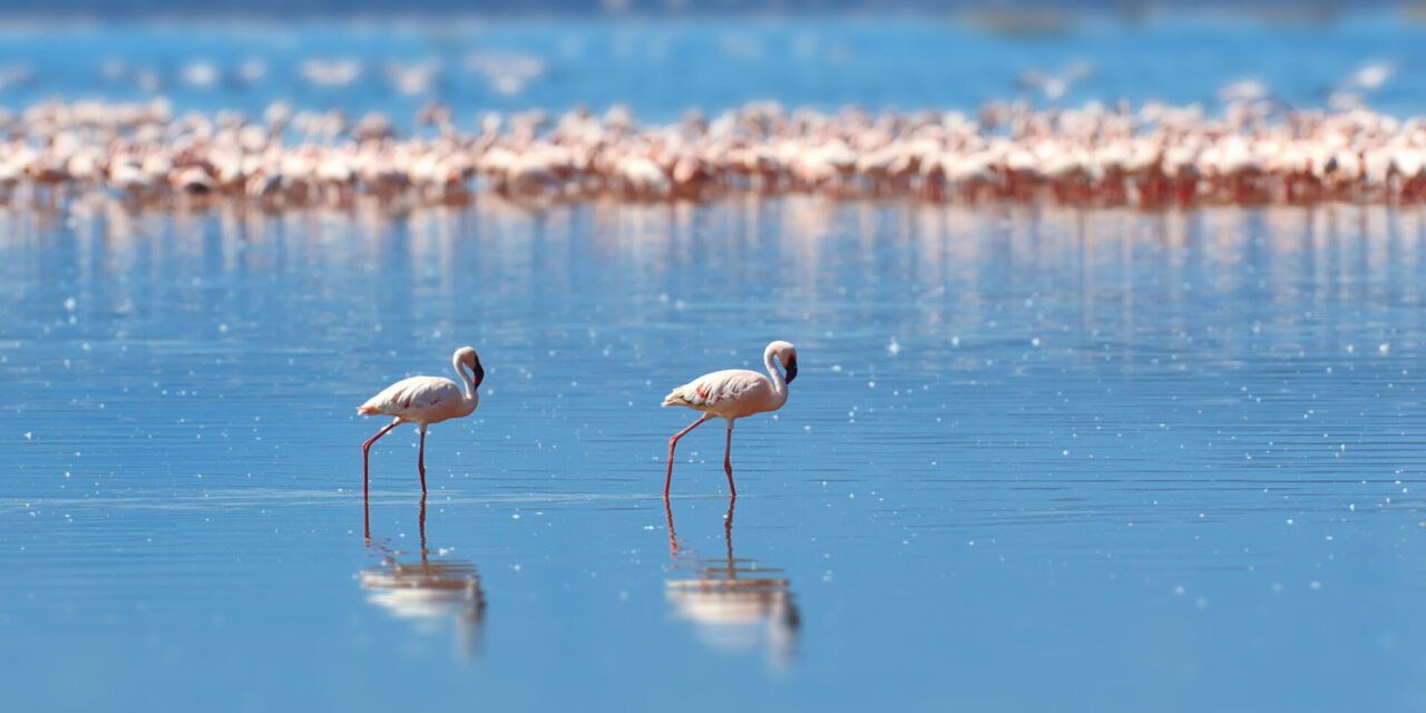 https://nanooksiiskola.hu/wp-content/uploads/2023/05/flamingos-lake-savannah-1280x640.jpg